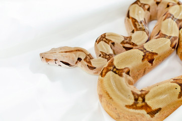 Boa constrictor imperator salmon.  Exotic animals in the human environment. Snake isolated on a white background.