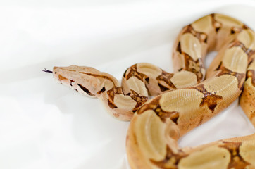 Boa constrictor imperator salmon.  Exotic animals in the human environment. Snake isolated on a white background.