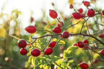 Rosehips (dog rose fruit) on a bush, sun backlight in background.