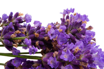 Obraz premium lavender isolated