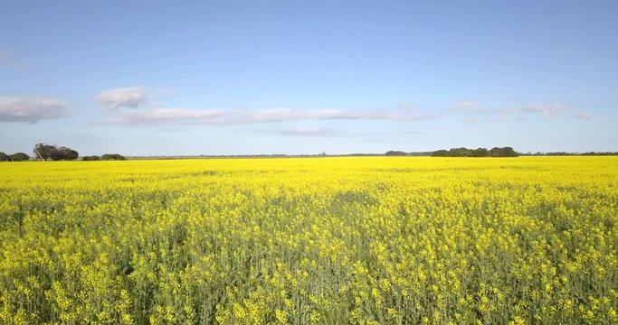 Flying low over vast flowering Canola fields DRONE