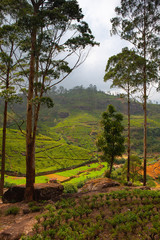 Nuwara Eliya tea plantation in Sri Lanka.
