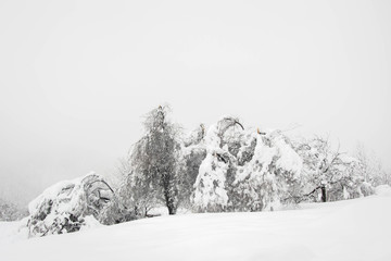 Naklejka premium Winter forest, mountain landscape in the wintertime, snow-covered trees. Winter resort Smolyan, Bulgaria, Rhodope Mountains