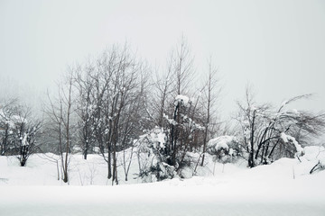 Winter forest, mountain landscape in the wintertime, snow-covered trees. Winter resort Smolyan, Bulgaria, Rhodope Mountains