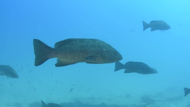 Groupers from the sea of cortez, Mexico.