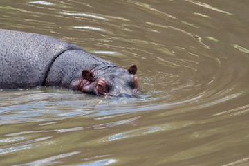 Fototapeta premium Hippo swimming in the waters of a creek inside Masai Mara National Park during a wildlife safari