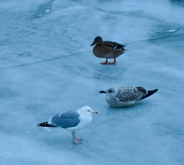 Cole birds