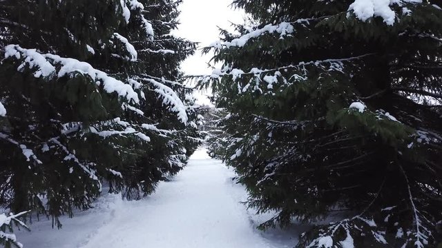 Winter landscape of the museum of I.E. Repin