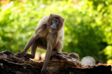Female Gelada Baboon is moving