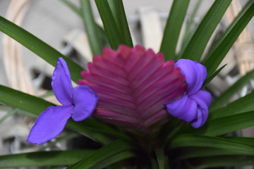 Fleur mauve Tillandsia raquette