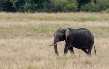 Obraz na płótnie Canvas An elephant herd grazing in the grasslands of Masai Mara during a wildlife safari