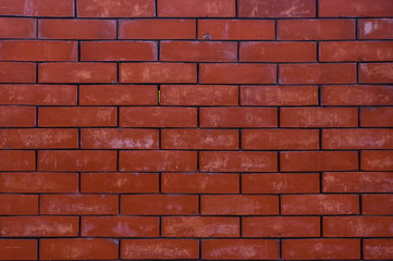 Weathered old rough dark red brick wall with wild grape shoots, brick blocks