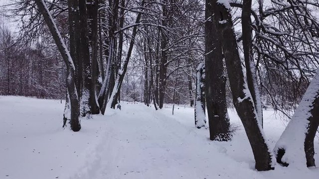 Winter landscape of the museum of I.E. Repin