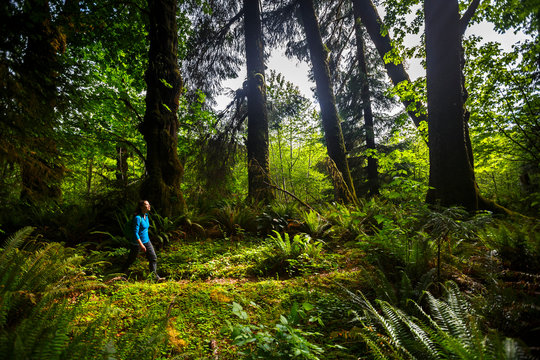 A woman hikes amidst moss covered trees along the lush Bogachiel Rain Forest Trail #825 in the Olympic National Park.