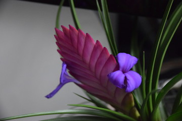 Fleur mauve Tillandsia raquette