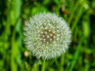 Dandelion with ripe seeds on bokeh background, macro, selective focus, shallow DOF