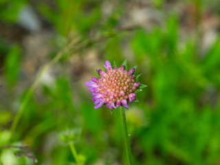 Flower of Field Scabious, Knautia Arvensis, with bokeh background macro, selective focus, shallow DOF