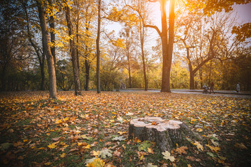 stump in the autumn park