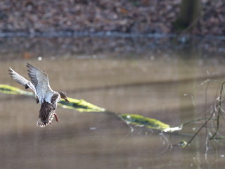 Ente im Landeanflug 
