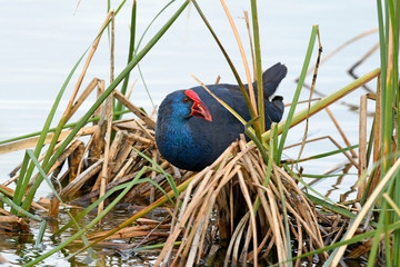 Purpurhuhn (Porphyrio porphyrio) - Western swamphen