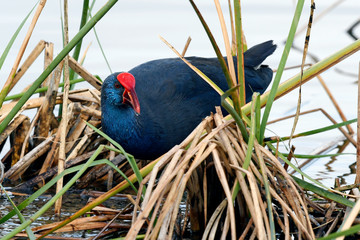 Purpurhuhn (Porphyrio porphyrio) - Western swamphen
