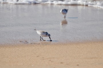 Sanderling bird eating a sand crab on the shore 