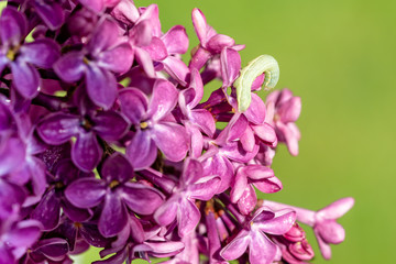 Fototapeta na wymiar Lilac flowering branch, green caterpillar nibbles, spoils the leaves. Spring