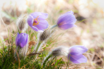 concave in NP Podyji, Czech Republic
