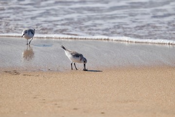 Sanderling bird eating a sand crab on the shore 