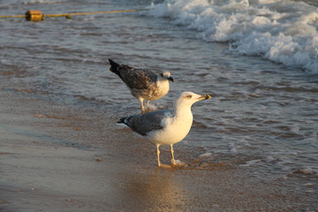 seagull on the beach