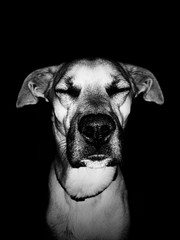Black and white dog portrait