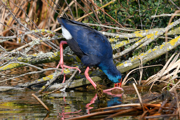 Purpurhuhn (Porphyrio porphyrio) - Western swamphen
