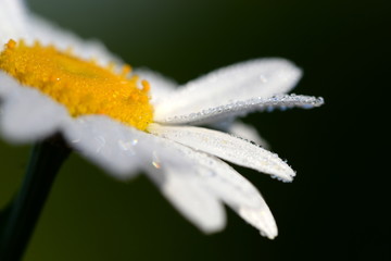 beautiful spring flower in drops of morning dew