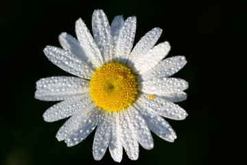 beautiful spring flower in drops of morning dew