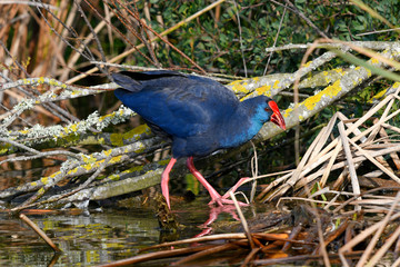 Purpurhuhn (Porphyrio porphyrio) - Western swamphen