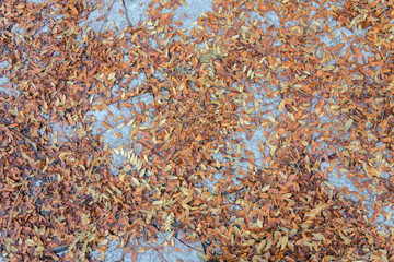 Dried leaves on the floor.  Autumn lbackground. Top view.