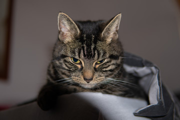 Close up of cute tabby cat in her relaxed environment 