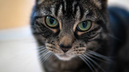 Close up of cute tabby cat in her relaxed environment 