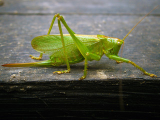 green grasshopper