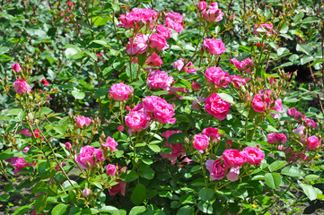 Bright blooming rose Bush