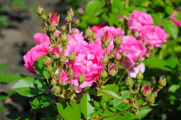 Bright blooming rose Bush