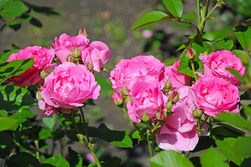Bright blooming rose Bush