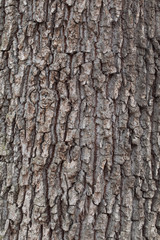 Tree bark texture. natural backgrounds, textures - bark of the European oak tree. Close up view of the bark of an European oak tree 