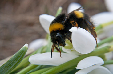 Bumblebee on a white snowdrop closeup spring season