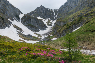 Blossoming pink rhododendron in the mountains, flowering valley in Carpathians