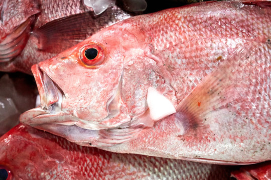 Red Grouper in Ice