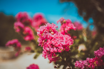 Mallorca Flower Blume Pflanze