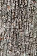 Naklejka premium Tree bark texture. natural backgrounds, textures - bark of the European pear tree. A close up view of the bark of a European pear tree.