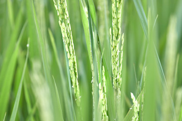 rice sprouts close up