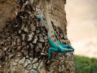 The blue chameleon changing color to blend with brown of bark behind; chameleon camouflaging (soft...